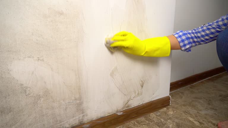 Best Commercial Mold Inspection  in Paducah, KY