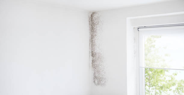 Best Mold Documentation for Insurance Claims  in Paducah, KY