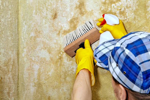 Best Residential Mold Inspection & Testing  in Paducah, KY