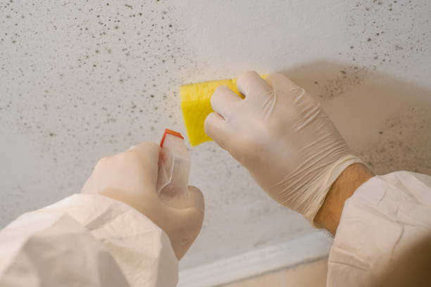 Best Post-Remediation Verification Testing  in Paducah, KY