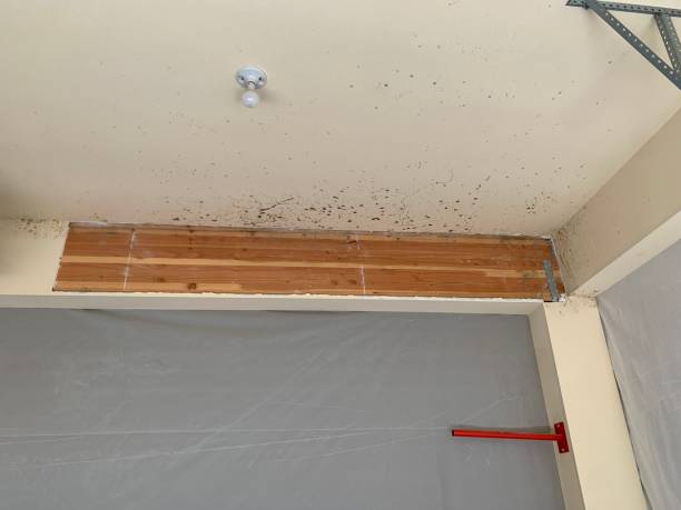Best Water Damage & Mold Remediation  in Paducah, KY