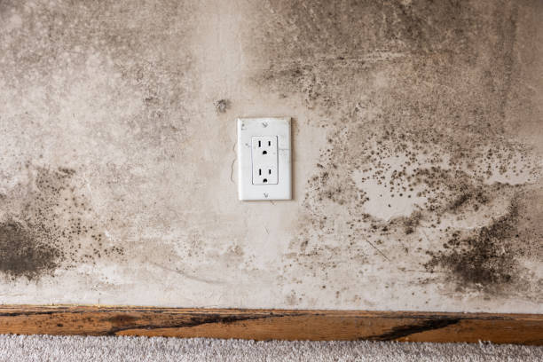 Best Industrial Mold Remediation  in Paducah, KY