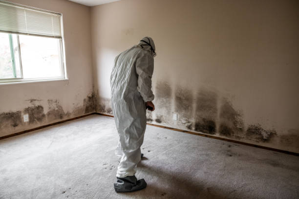 Best Asbestos and Lead Testing During Mold Inspection  in Paducah, KY